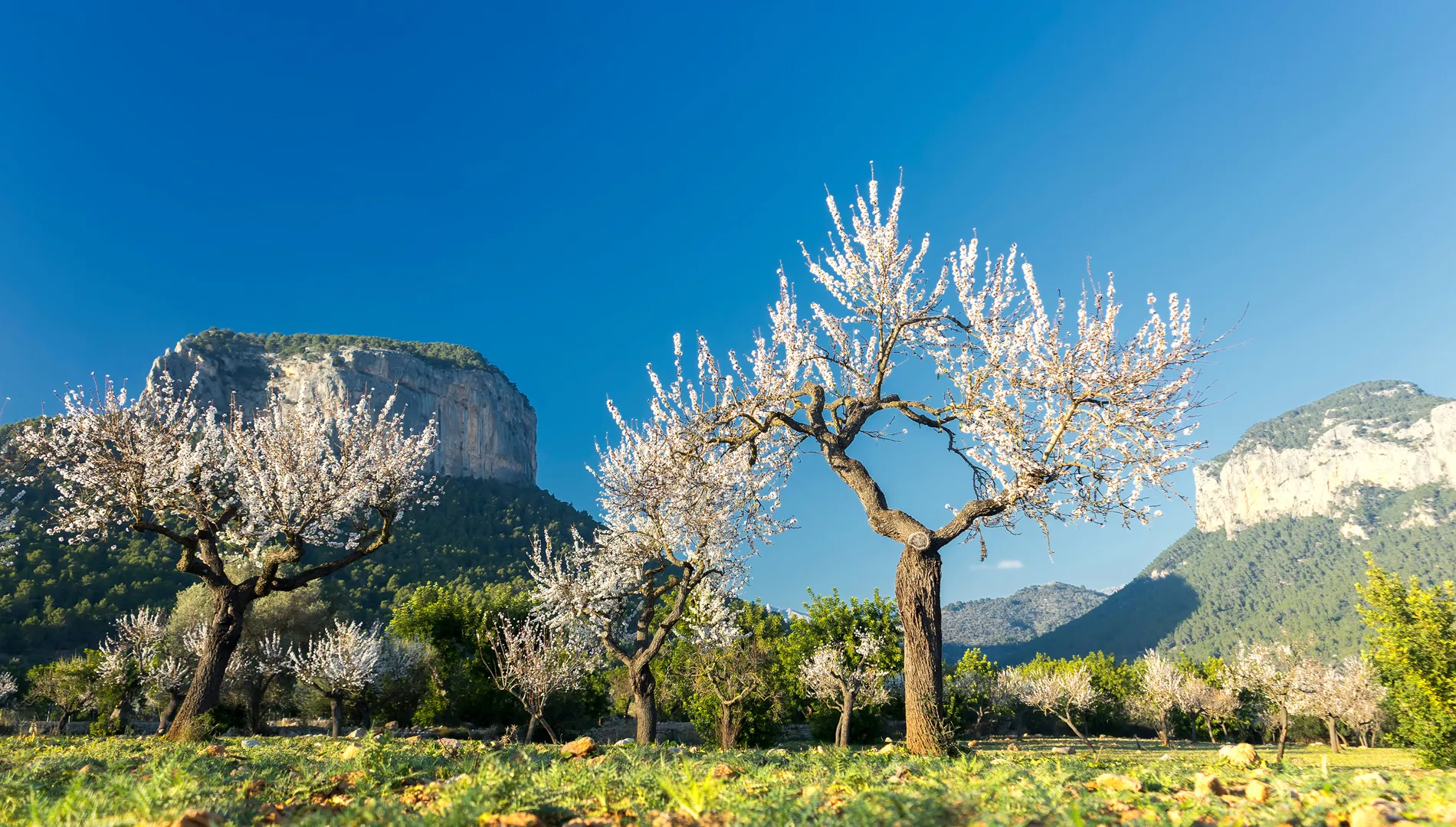 Mallorca, Dorf, Natur, Urlaub, Reisen, Entspannung, Flugzeug, Bus, Ausflug, Reiseführer, Panorama, Berge, Bäume, Gras, Region, Himmel, Blüten, SSB Reisen