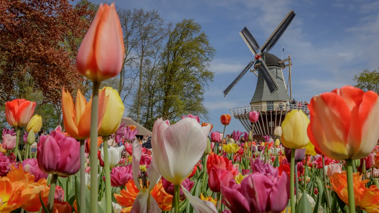 Tulpen Mühle Park