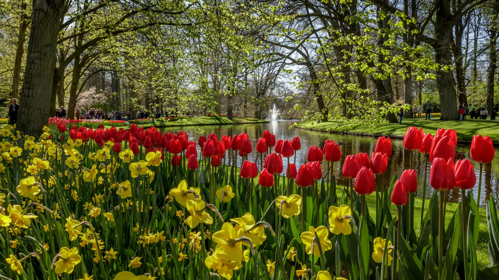 Tulpen Holland Reise